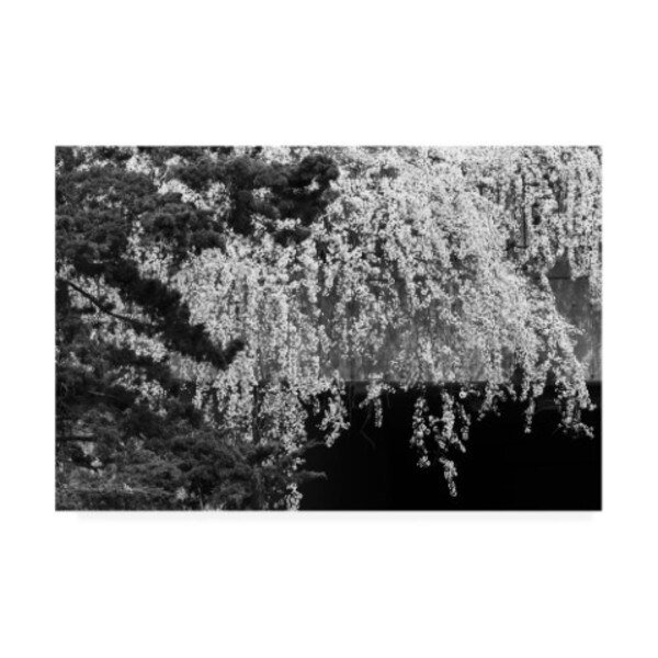Kurt Shaffer Photographs 'Black and White Flowering Spring 2' Canvas Art, 30x47, Trademark Fine Art, Mfr#: KS01568-C3047GG